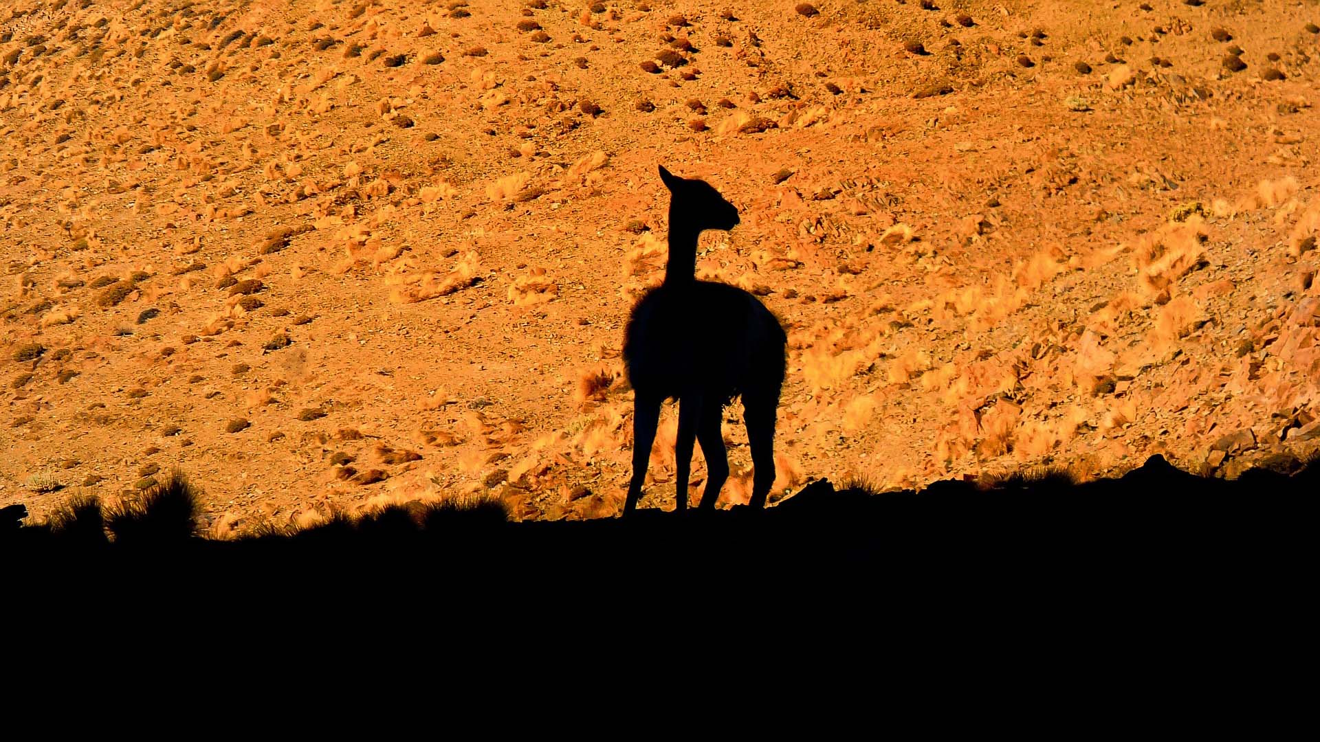 Silhouette of a llama in the desert