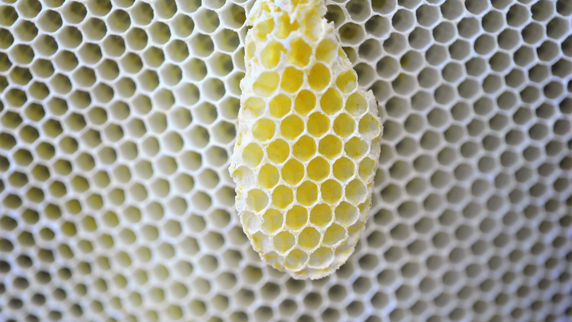 Spoon-shaped honeycomb