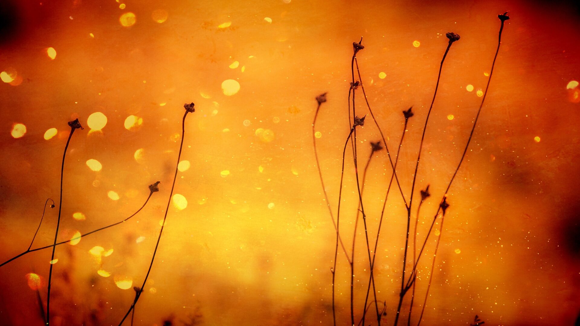 Thin plants with an orange, glowing background.