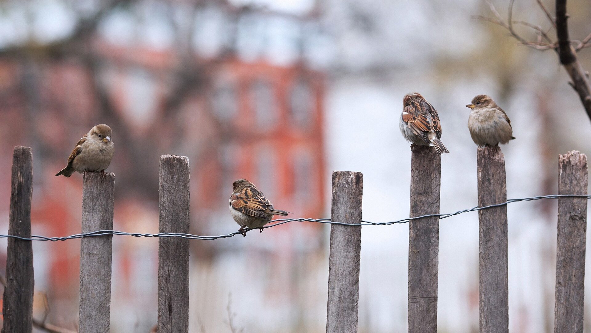 4 little birds on a wooden fence