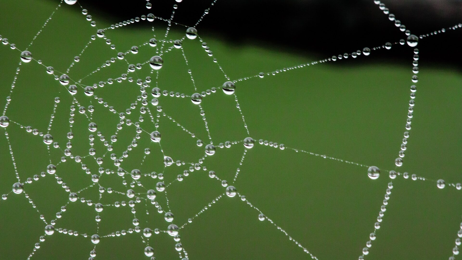 Spider web with water droplets.