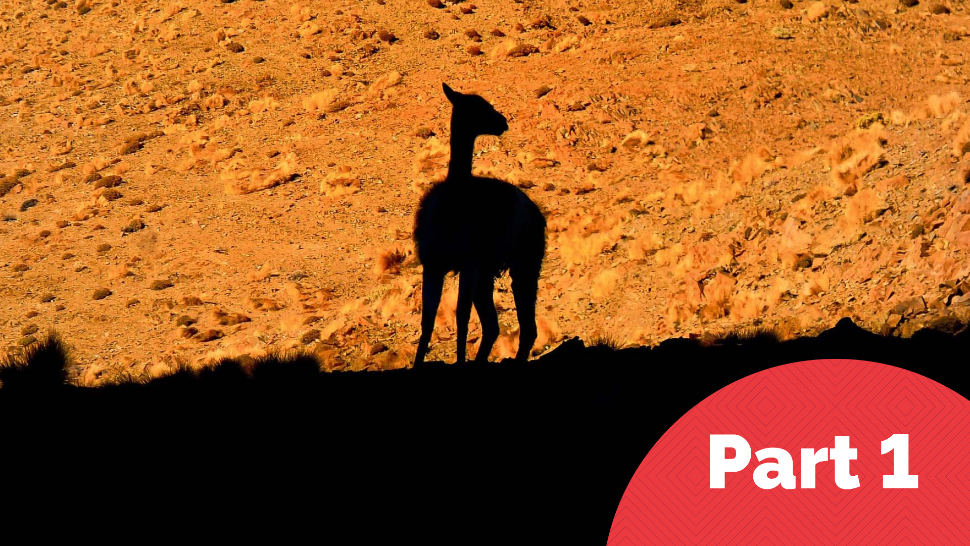 Silhouette of a llama in the desert - Part 1