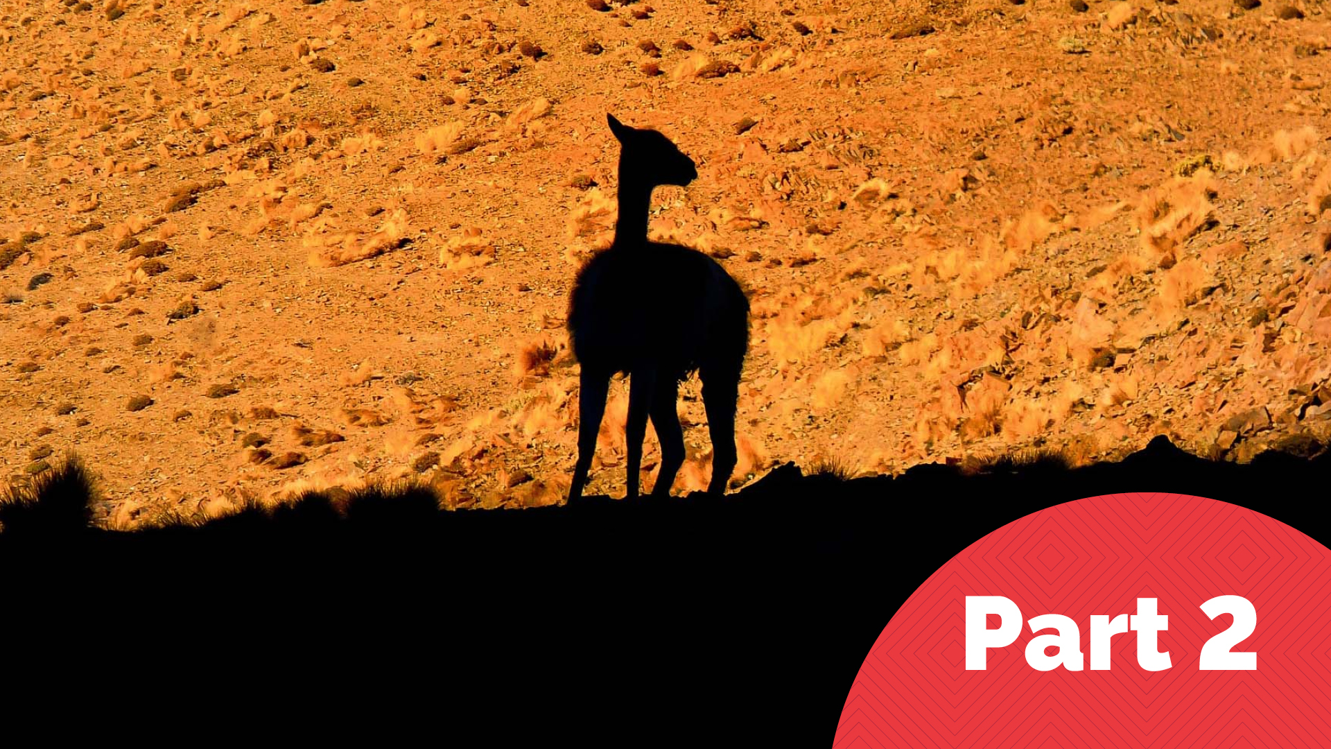 Silhouette of a llama in the desert - Part 2