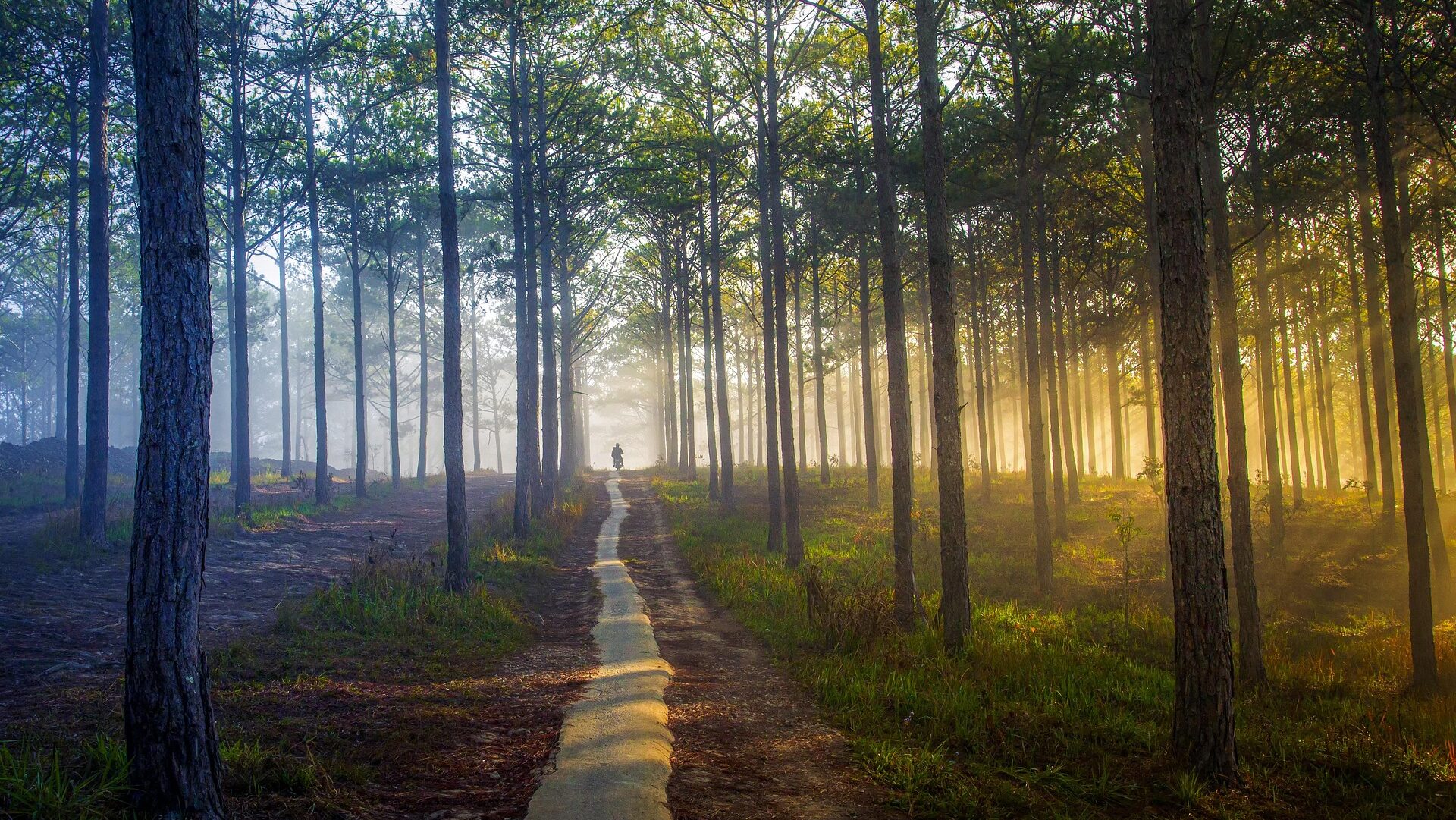 Path surrounded by tall trees with sunlight shining in at an angle.