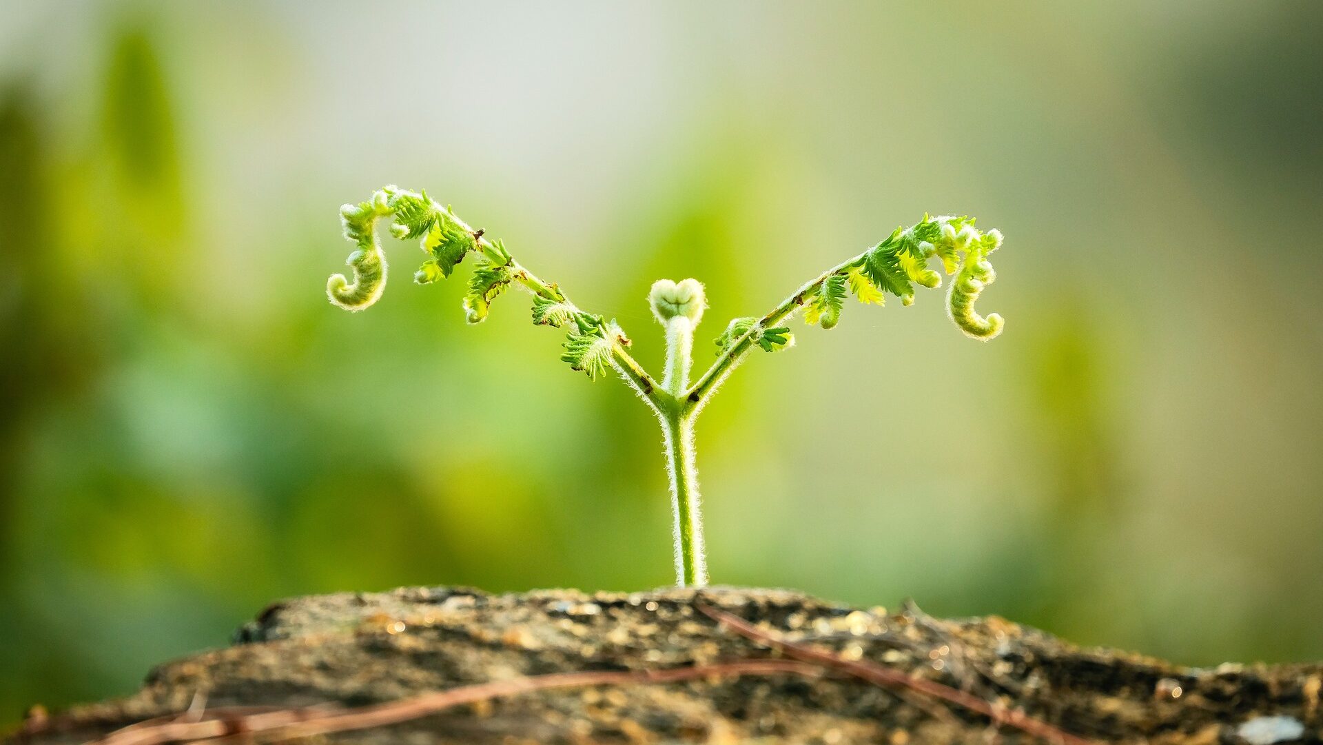 Young seedling sprouting with new growth.