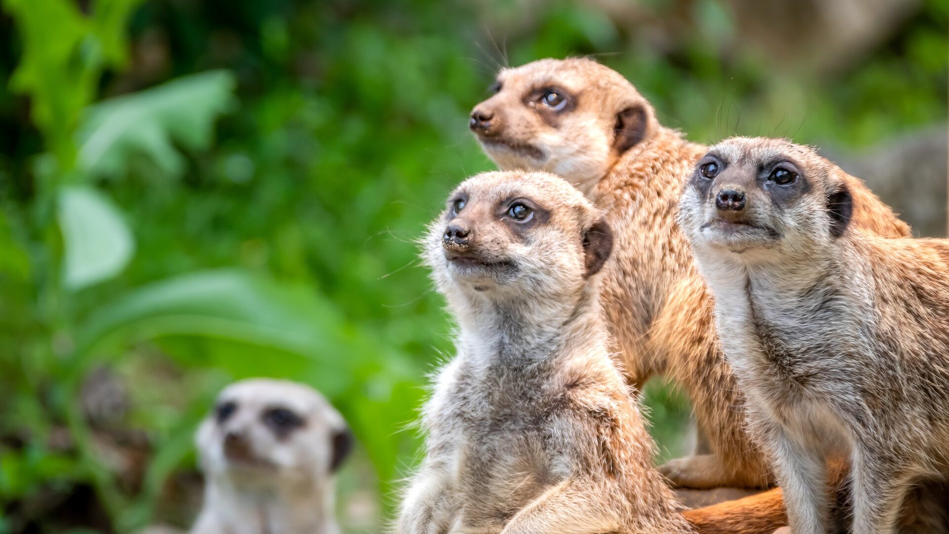 3 adorable Meerkat's watching ATO keynotes