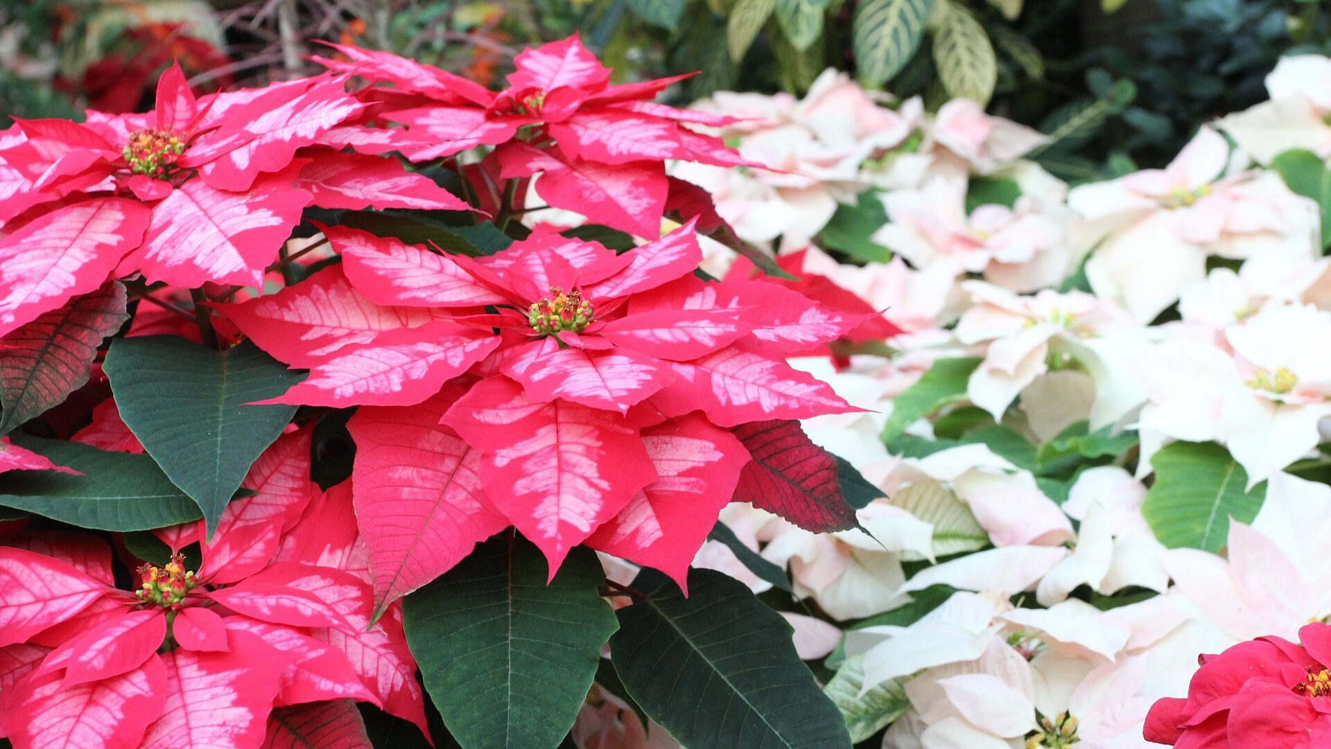 Red and white Poinsettia plants