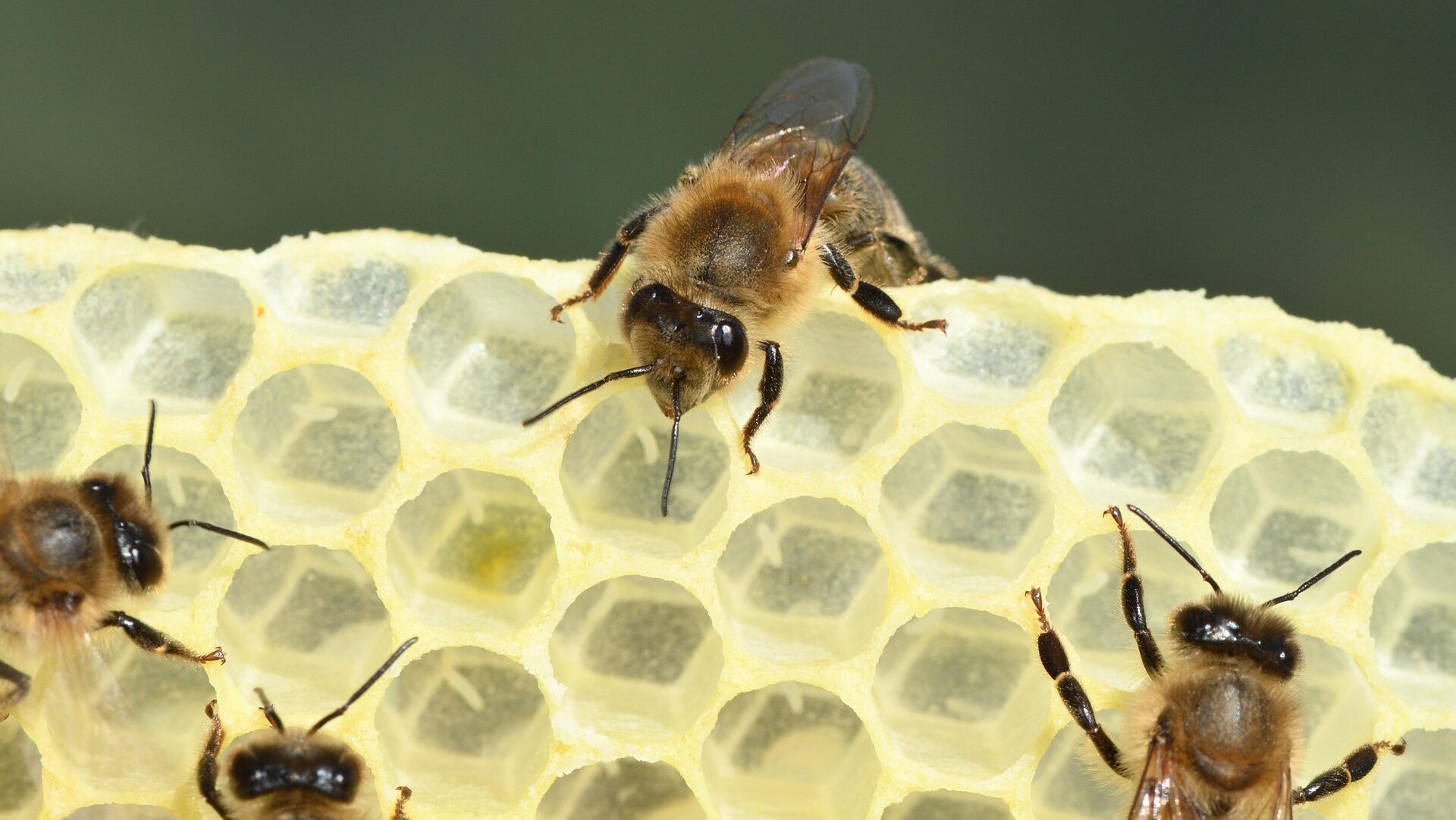 Four worker bees building a light yellow honeycomb