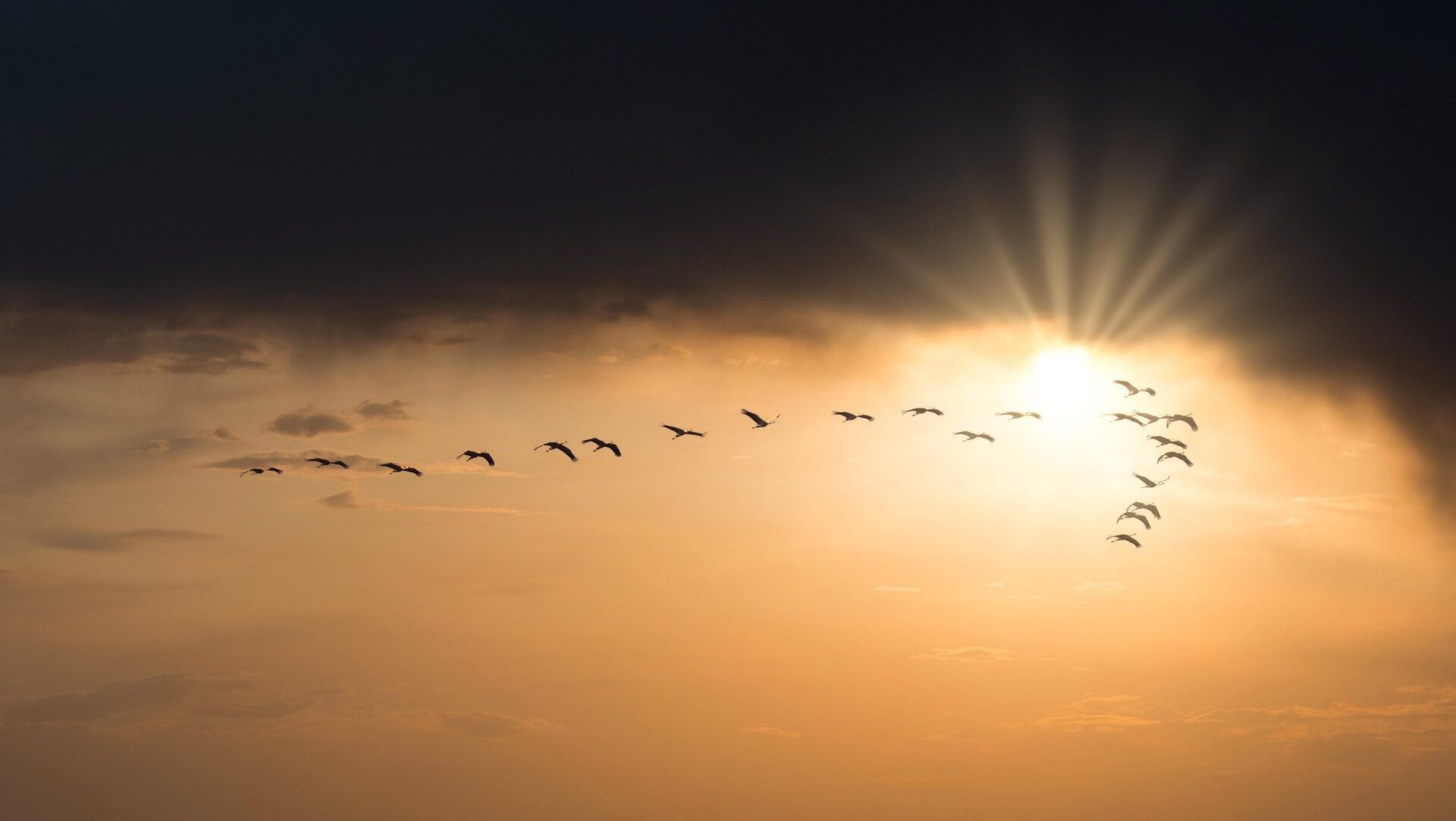 About 20 birds in a V formation flying into the sun with a dark, ominous cloud overheard
